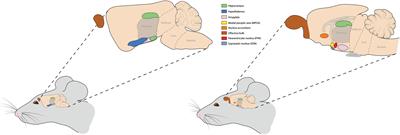 Sexually Dimorphic Effects of Aromatase on Neurobehavioral Responses